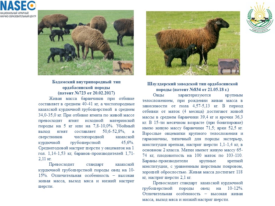 Буклет линии Ордабасинской породы