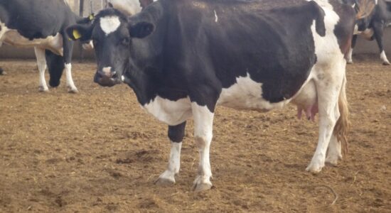 Корова __ кровности по голштинам ТОО лАтамекен¬.