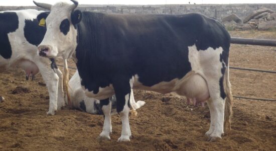 Высокопродуктивная корова лЛизгинка 230154¬ ТОО лАлтын-дан¬.