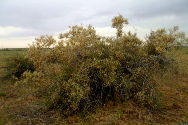 Жузгуны фазе цветения (2)